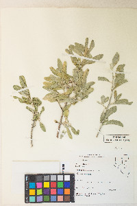 Shepherdia argentea image