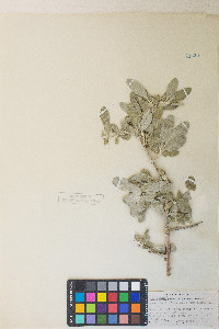 Shepherdia argentea image