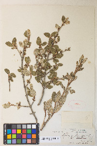 Shepherdia canadensis image