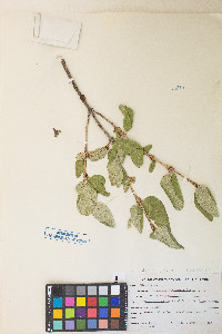 Shepherdia canadensis image