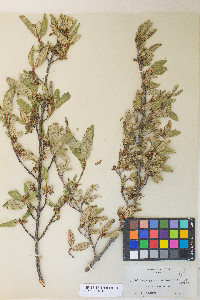 Shepherdia canadensis image