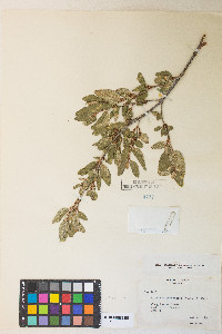 Shepherdia canadensis image