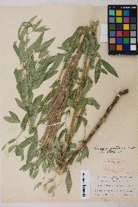 Thermopsis montana image