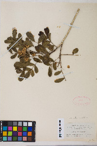 Dermatophyllum secundiflorum image