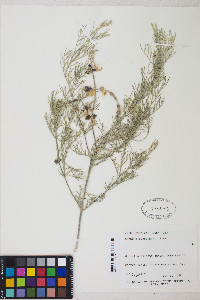 Sophora stenophylla image