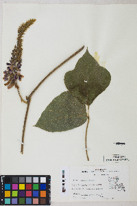 Pueraria montana image