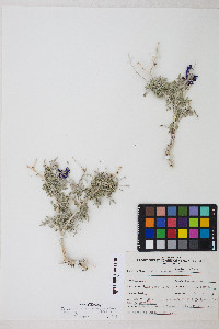 Psorothamnus fremontii var. fremontii image