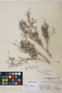 Psorothamnus fremontii var. fremontii image