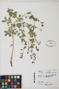 Pediomelum tenuiflorum image