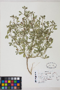 Ladeania lanceolata image