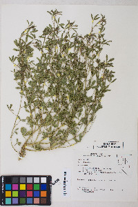 Ladeania lanceolata image