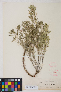 Ladeania lanceolata image