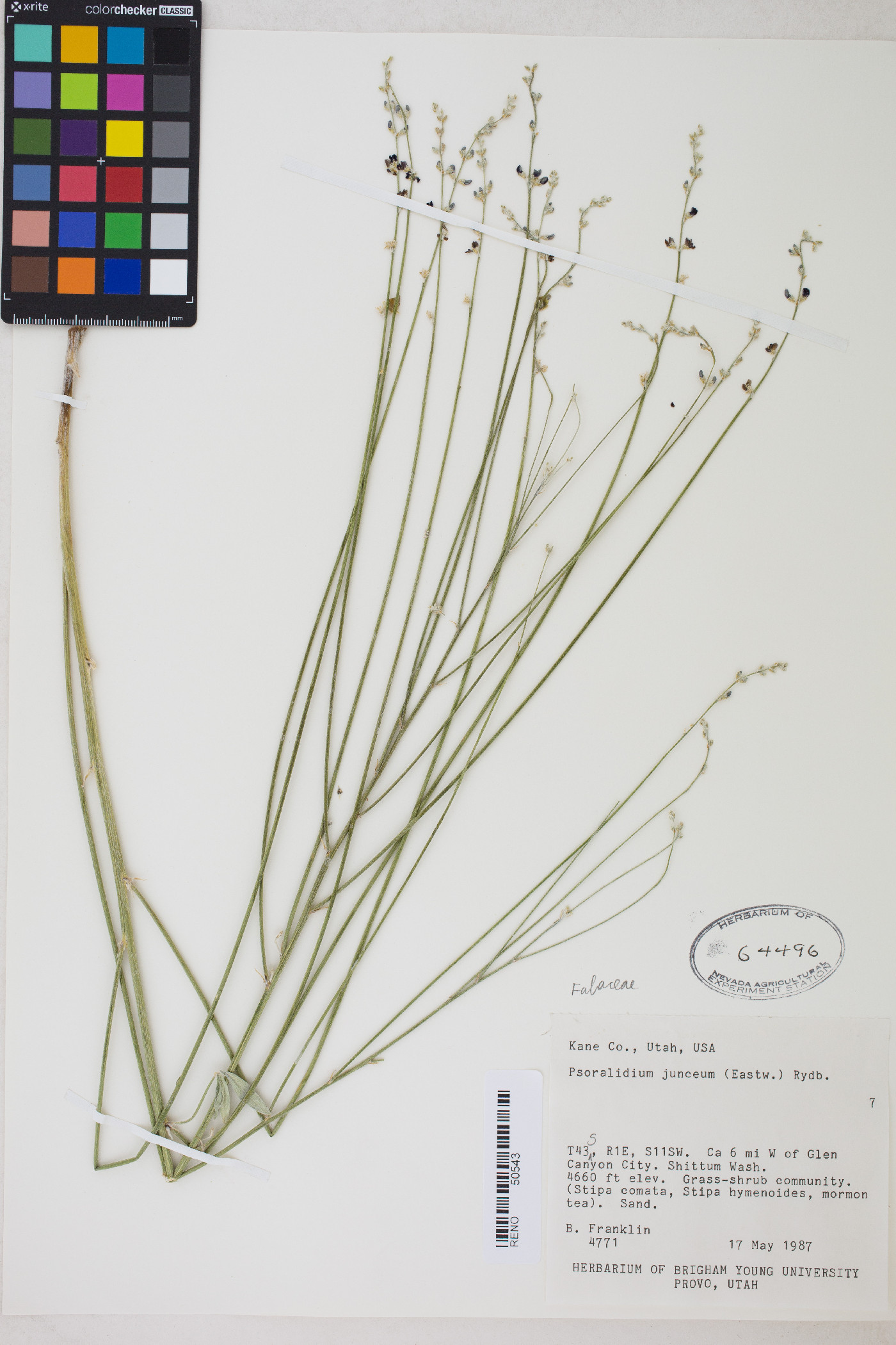 Ladeania juncea image