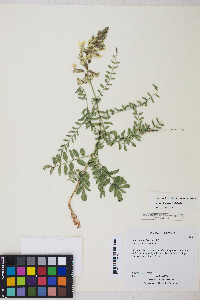 Peteria thompsoniae image