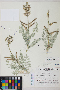 Peteria thompsoniae image