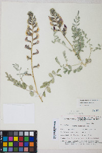 Peteria thompsoniae image