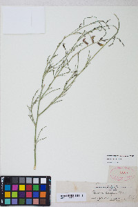 Peteria scoparia image