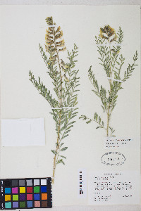 Peteria thompsoniae image