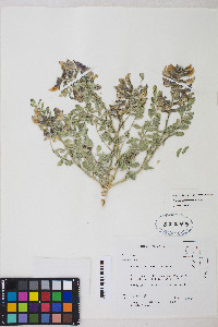 Peteria thompsoniae image