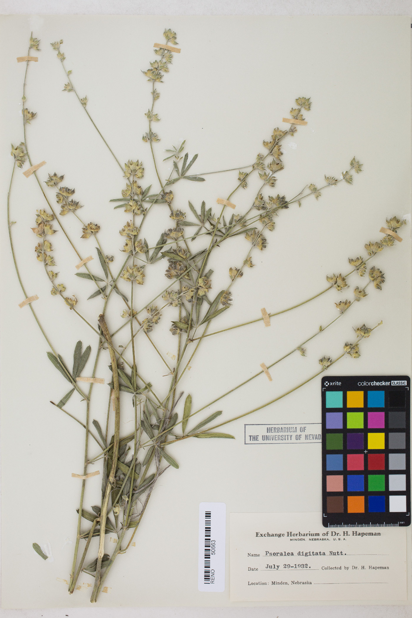Pediomelum digitatum image