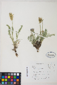 Oxytropis borealis image