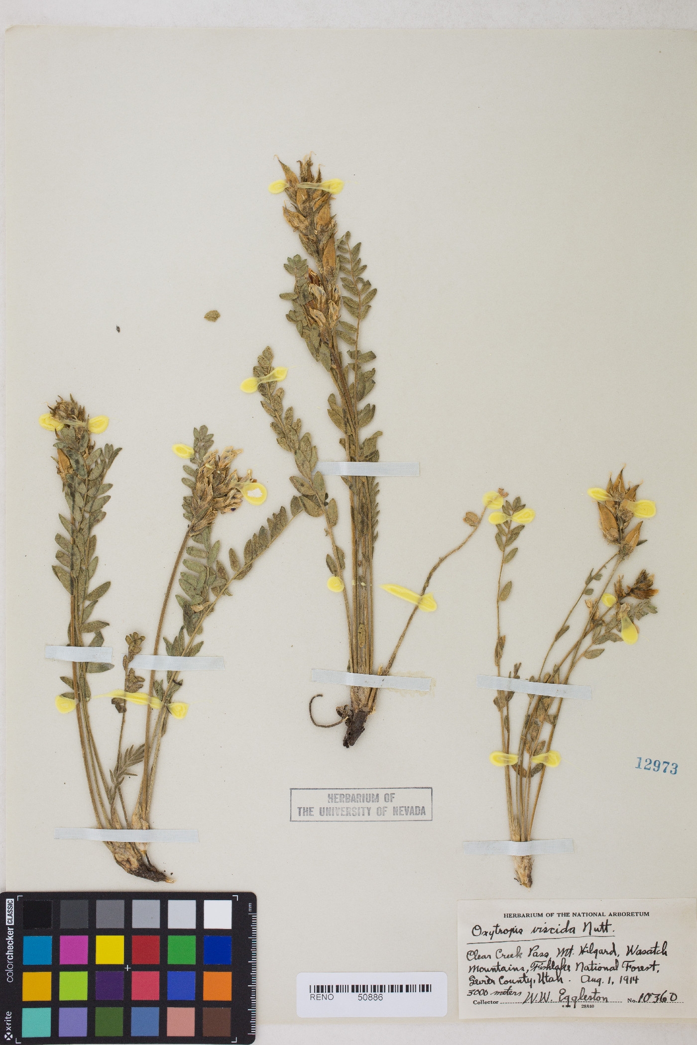 Oxytropis borealis var. viscida image