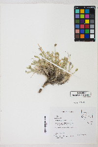 Oxytropis parryi image