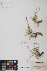Oxytropis oreophila var. oreophila image