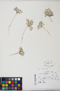 Oxytropis oreophila var. juniperina image