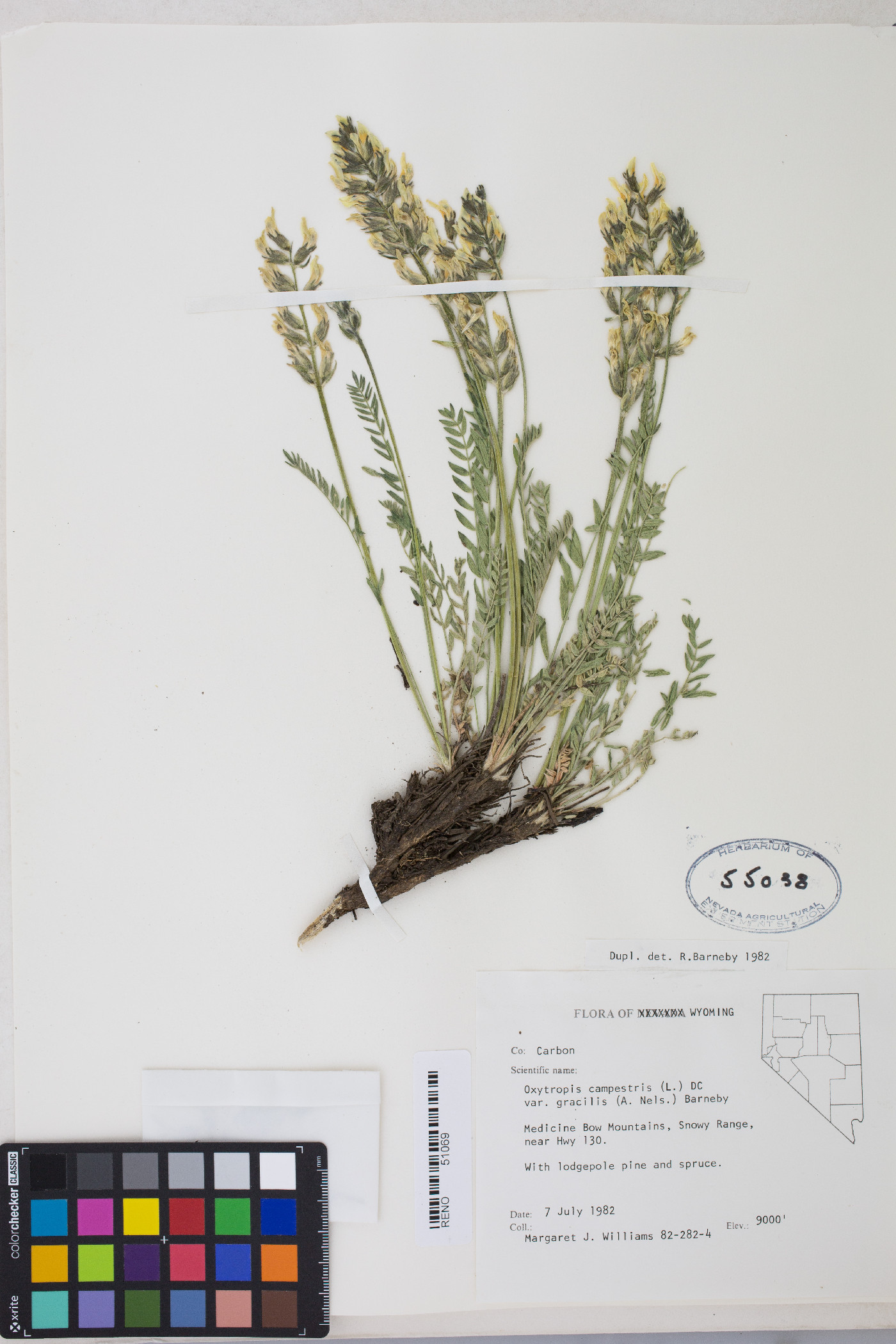 Oxytropis campestris var. gracilis image