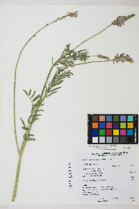 Onobrychis viciifolia image