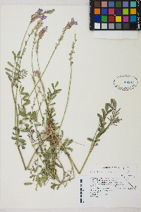 Onobrychis viciifolia image