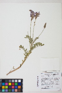 Onobrychis viciifolia image