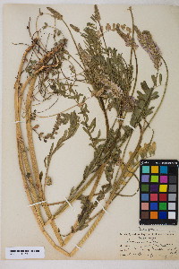 Onobrychis viciifolia image