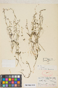 Sairocarpus kingii image