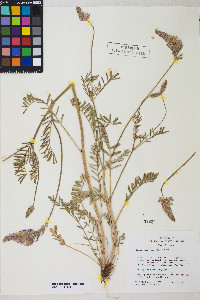 Onobrychis viciifolia image