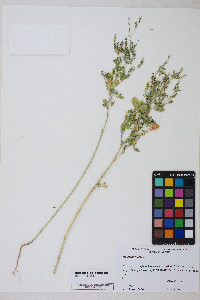 Melilotus indica image