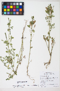 Melilotus indica image