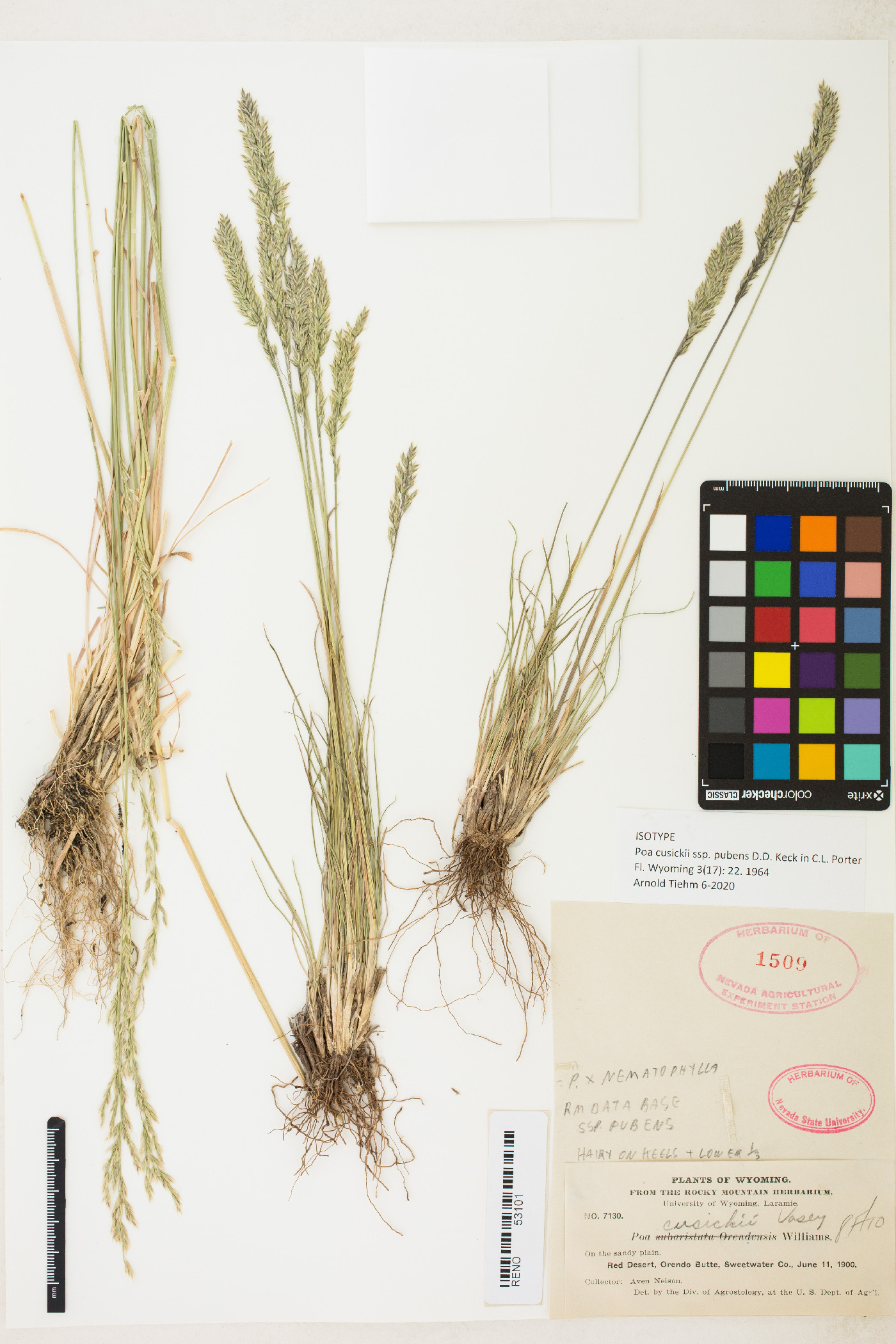 Poa cusickii subsp. pubens image