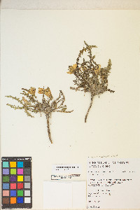 Taraxia tanacetifolia image