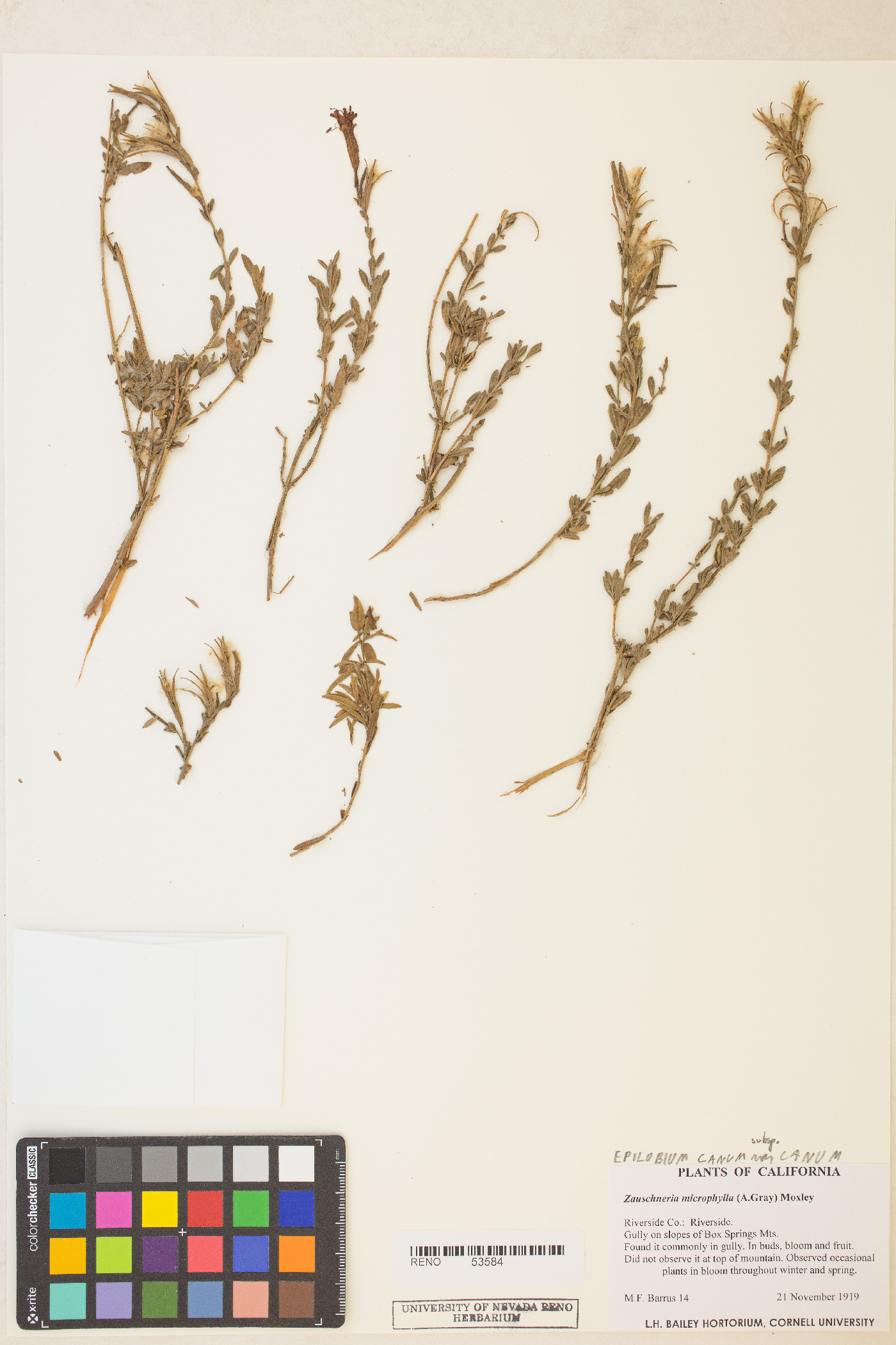 Epilobium canum var. canum image