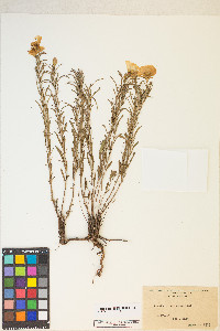 Oenothera serrulata image