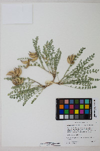 Astragalus beckwithii var. beckwithii image