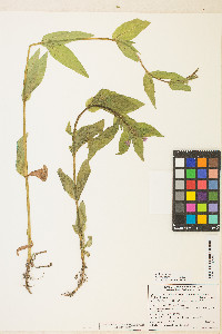 Epilobium ciliatum subsp. glandulosum image