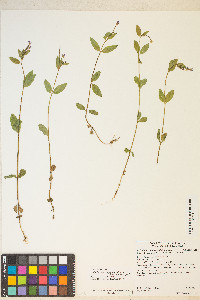 Epilobium hornemannii image