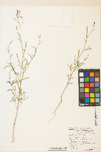 Epilobium brachycarpum image