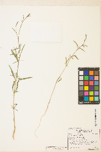 Epilobium brachycarpum image