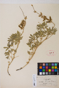 Lupinus adsurgens var. lilacinus image