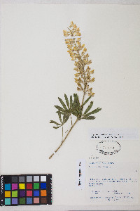 Lupinus arbustus image