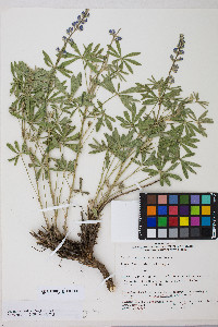 Lupinus arbustus image